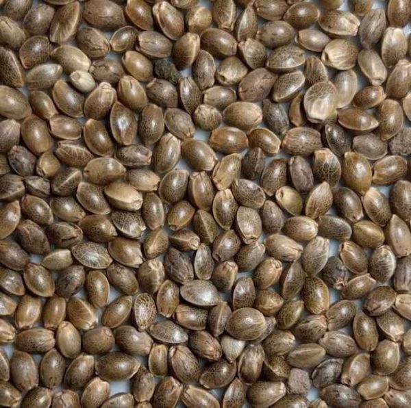Mazar-i-Sharif #2 Regular Seeds - 12