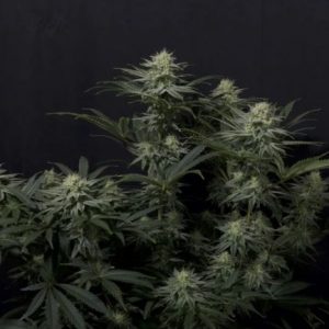 GG4 Sherbet FAST Feminised Seeds - 2