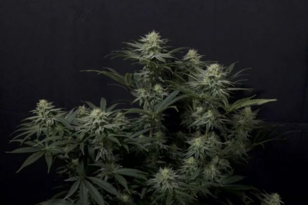 GG4 Sherbet FAST Feminised Seeds - 2