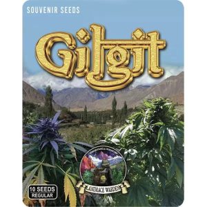 Gilgit Purple Regular Seeds - 5
