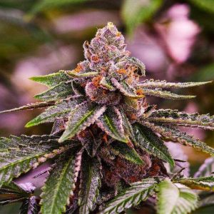 Girl Scout Cookies Auto Feminised Seeds - 5