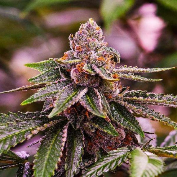 Girl Scout Cookies Auto Feminised Seeds - 5
