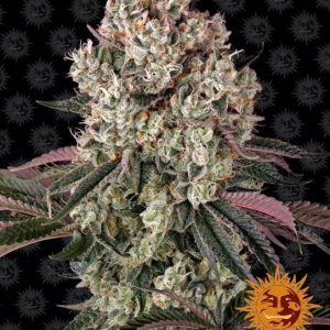 Glookies Feminised Seeds - 3