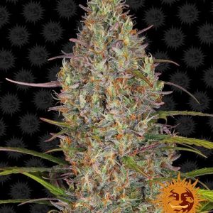 Glue Gelato Auto Feminised Seeds - 10