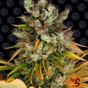 GMO Feminised Seeds - 10