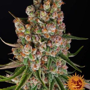 GMO Auto Feminised Seeds - 10