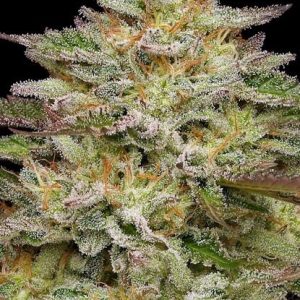 Golden Sands Feminised Seeds - 10