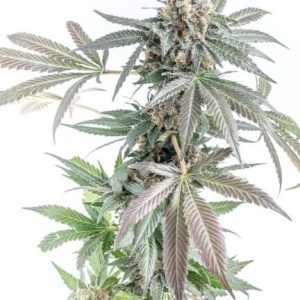 Gorilla Cookies Cake Auto Feminised Seeds - 5