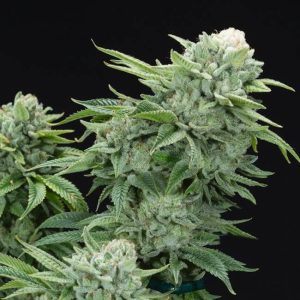 Gorilla Glue #4 S1 Feminised Seeds - 6
