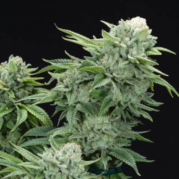 Gorilla Glue #4 S1 Feminised Seeds - 6