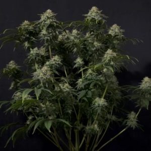 Gorilla Cookies FAST Feminised Seeds - 2