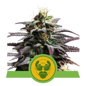 Granddaddy Purple Auto Feminised Seeds - 10