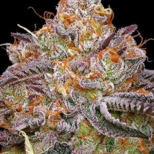 Granny Candy Feminised Seeds - 10