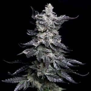 Granny's Apple Fritter Feminised Seeds - 6