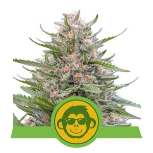 Grape Ape Auto Feminised Seeds - 10