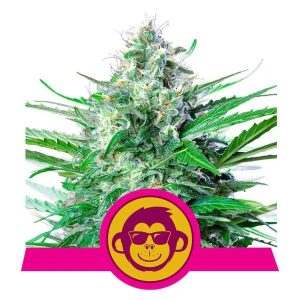 Grape Ape Feminised Seeds - 10