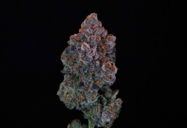 Green Apple Candy Feminised Seeds - 5+2
