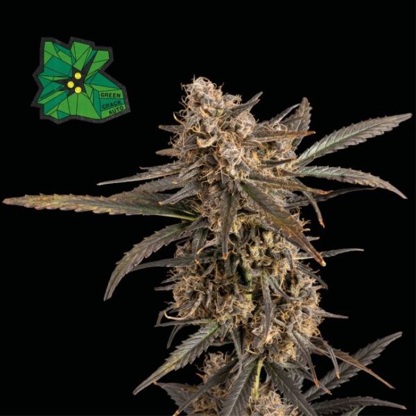 Green Crack Auto Feminised Seeds - 3 Pack - Seedsman - Image 2