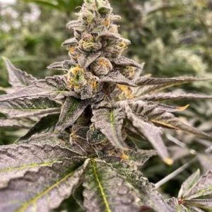 Gummy Mintz Auto Feminised Seeds - 5