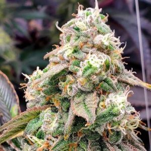 Gushers FAST Feminised Seeds - 5
