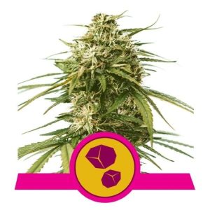 Gushers Feminised Seeds - 5