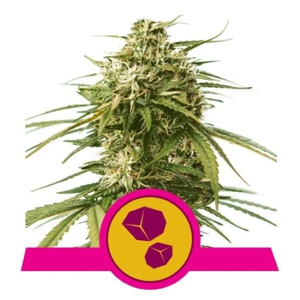 Gushers Feminised Seeds - 5