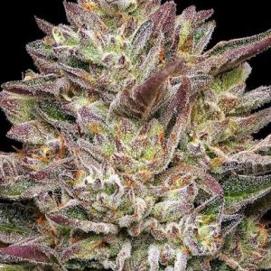 Guzzlerz Feminised Seeds - 10
