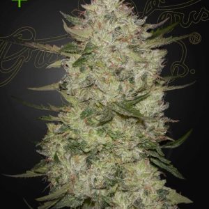 Highcloudz Auto Feminised Seeds - 5