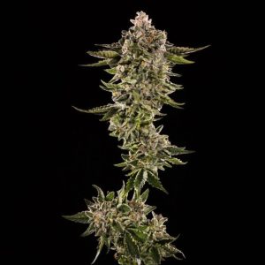 Honey Bird Feminised Seeds - 5