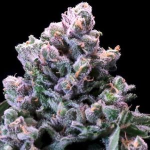 Huckleberry Pie FAST Feminised Seeds - 5+2