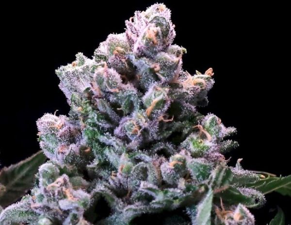 Huckleberry Pie FAST Feminised Seeds - 5+2