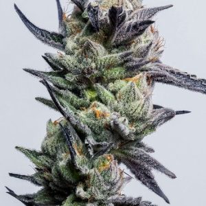 Huckleberry Punch Feminised Seeds - 6