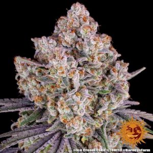 Ice Cream Cake Feminised Seeds - 10