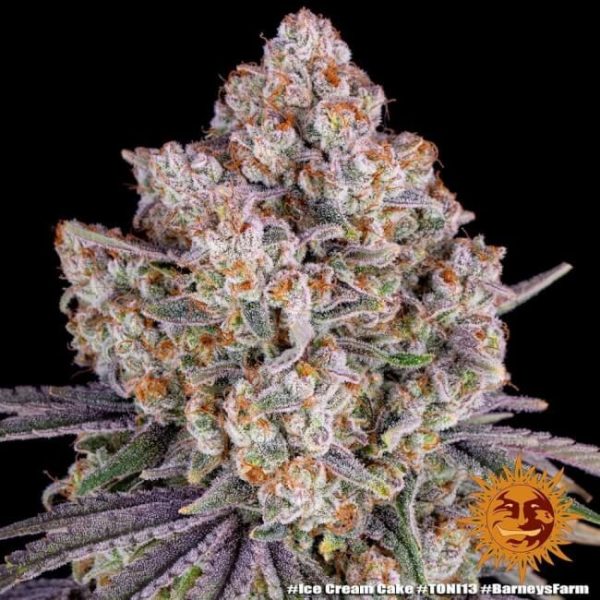 Ice Cream Cake Feminised Seeds - 10