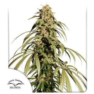 Ice Cream Haze Feminised Seeds - 5