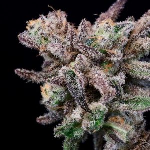 Iced Sangria Feminised Seeds - 5