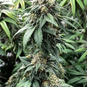Indiana Bubble Gum BX Feminised Seeds - 6