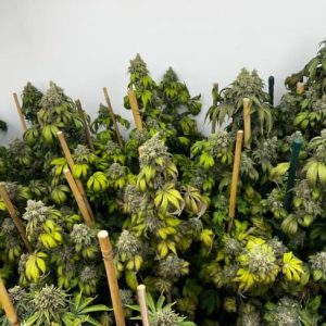 Indiana Bubble Gum S1 Feminised Seeds - 6