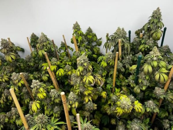 Indiana Bubble Gum S1 Feminised Seeds - 6