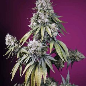 Jealousy Z XL Auto Feminised Seeds - 5