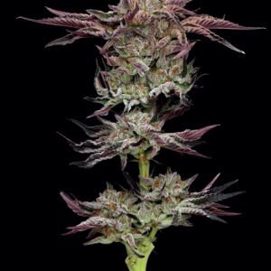 Jelly Donutz Auto Feminised Seeds - 10