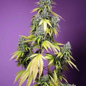 Jet Fuel Mandarine XL Auto Feminised Seeds - 5