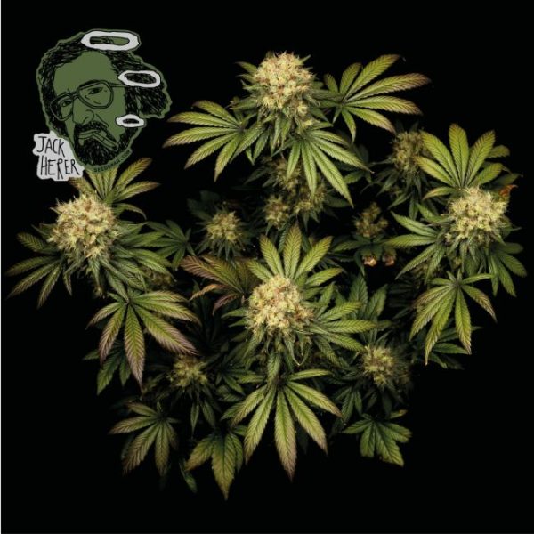 Jack Herer Feminised Seeds - 3 Pack - Seedsman - Image 2