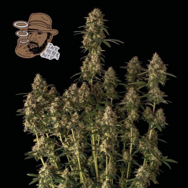 Jack Herer Auto Feminised Seeds - 1 Pack - Seedsman - Image 2