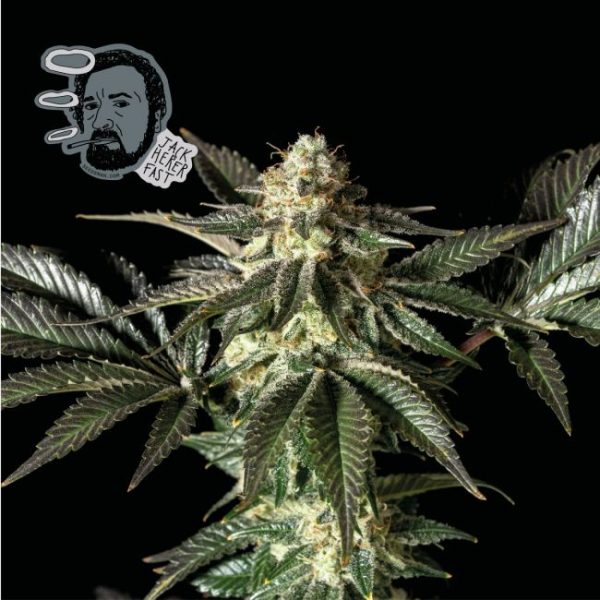 Jack Herer FAST Feminised Seeds - 1 Pack - Seedsman - Image 2