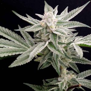 Jungleberry Haze Feminised Seeds - 6