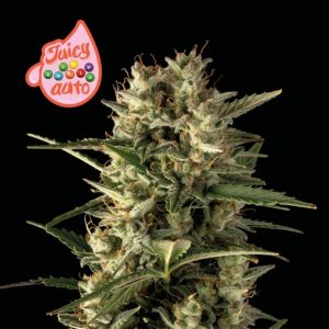 Juicy Zkittlez Auto Feminised Seeds - 5