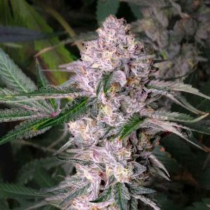 Kaleidozoap Feminised Seeds - 6