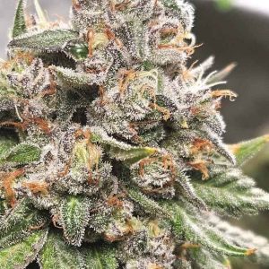 King Payton Feminised Seeds - 6