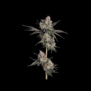 Knockout Feminised Seeds - 6
